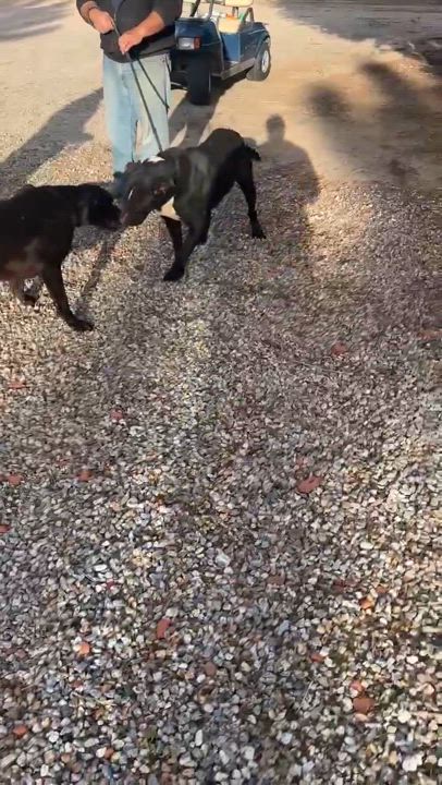 Enlarge Hank, a Adoptable mixed breed in Ventura, CA video 5/6