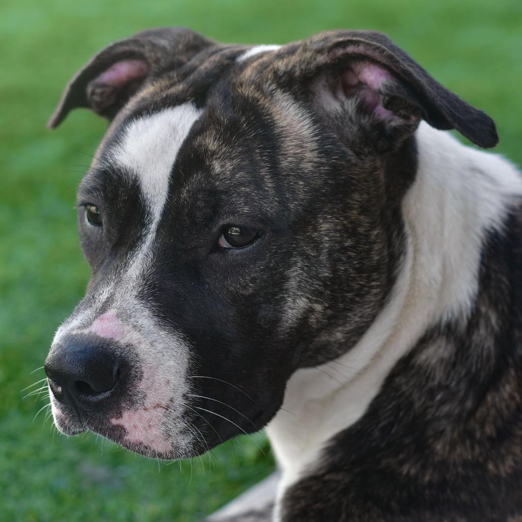Pansy, Adoptable, Adult Female Pit Bull Terrier & Mixed Breed.