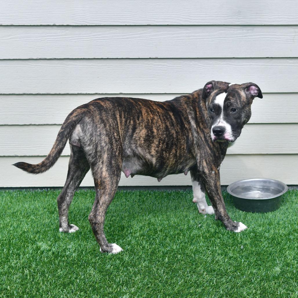 Pansy, a Adoptable mixed breed in Ottawa, KS image 2/2