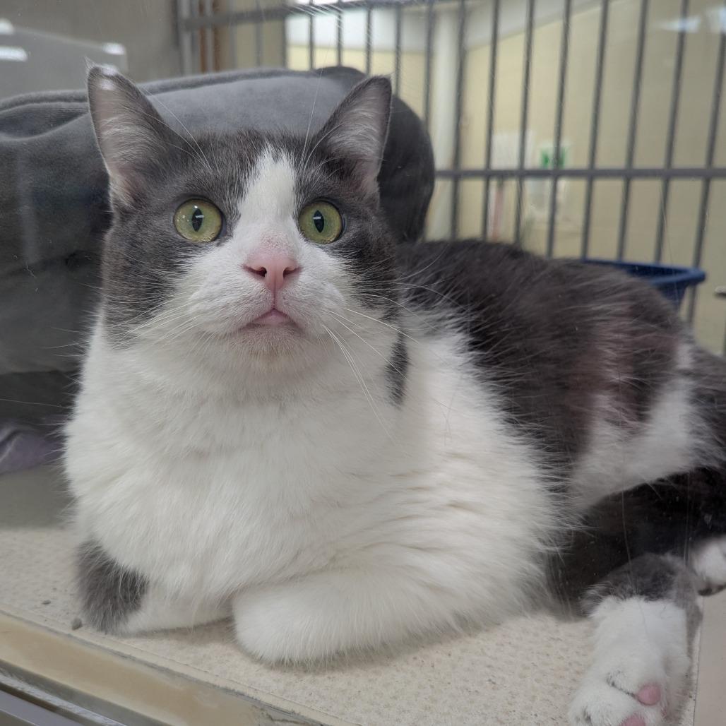 Precious, a Adoptable Domestic Short Hair in Evansville, IN image 2/4
