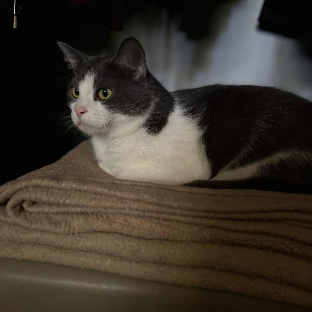 Precious, a Adoptable Domestic Short Hair in Evansville, IN image 3/4