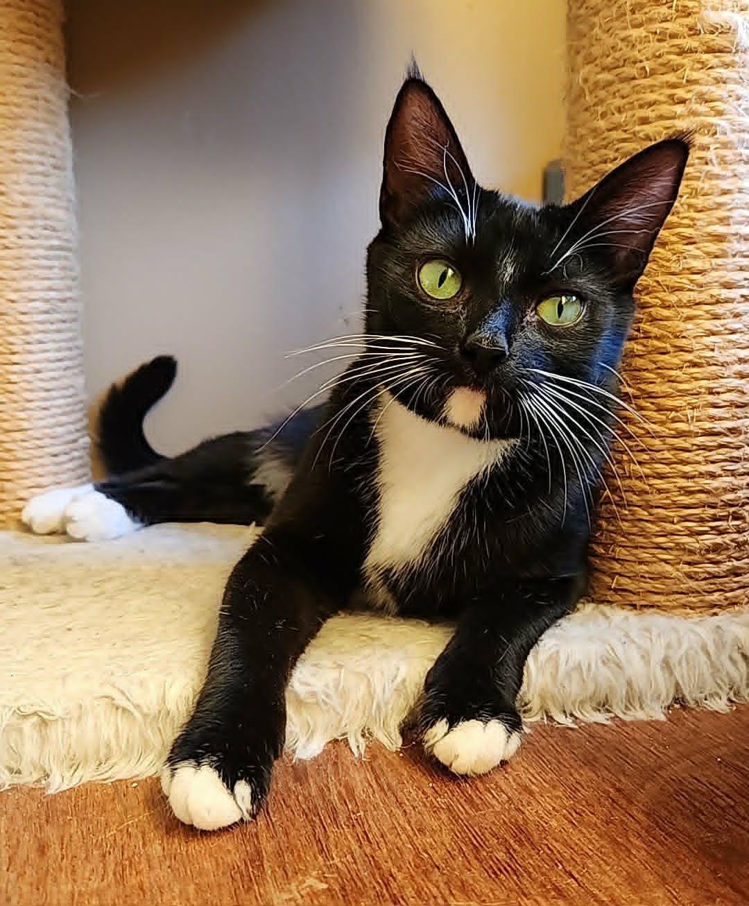 Tuxie, a Adoptable mixed breed in santa clara, CA image 1/6