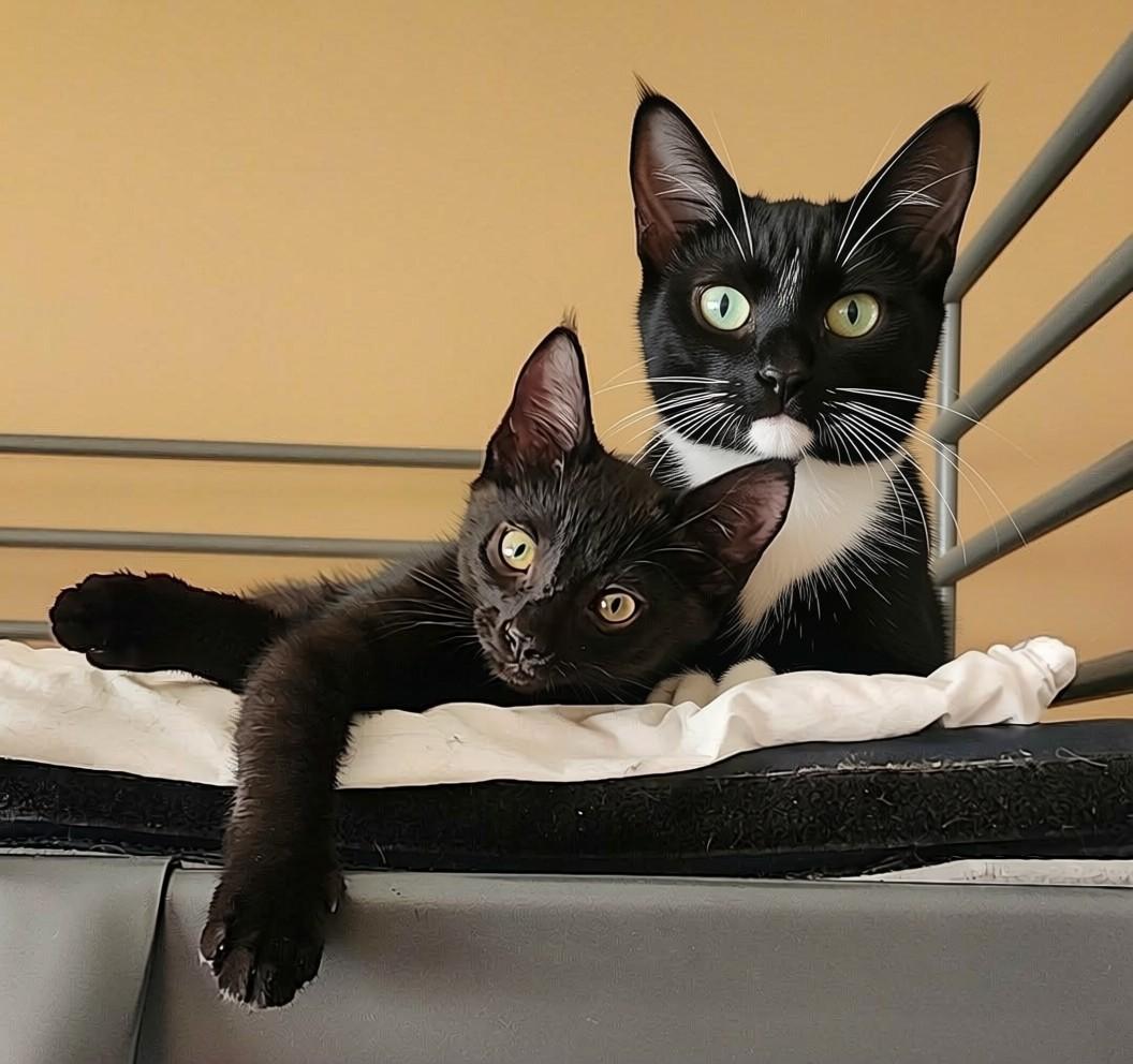 Enlarge Tuxie - bonded with Eclipse, a Adoptable mixed breed in sunnyvale, CA image 3/6