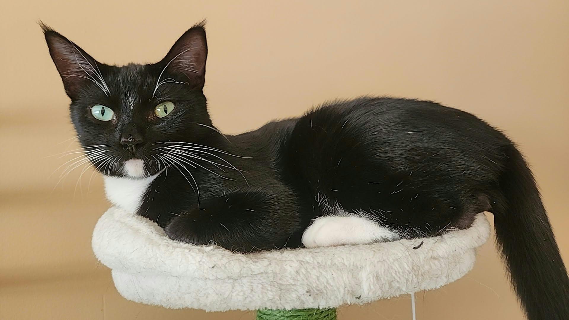 Enlarge Tuxie, a Adoptable mixed breed in sunnyvale, CA image 5/6