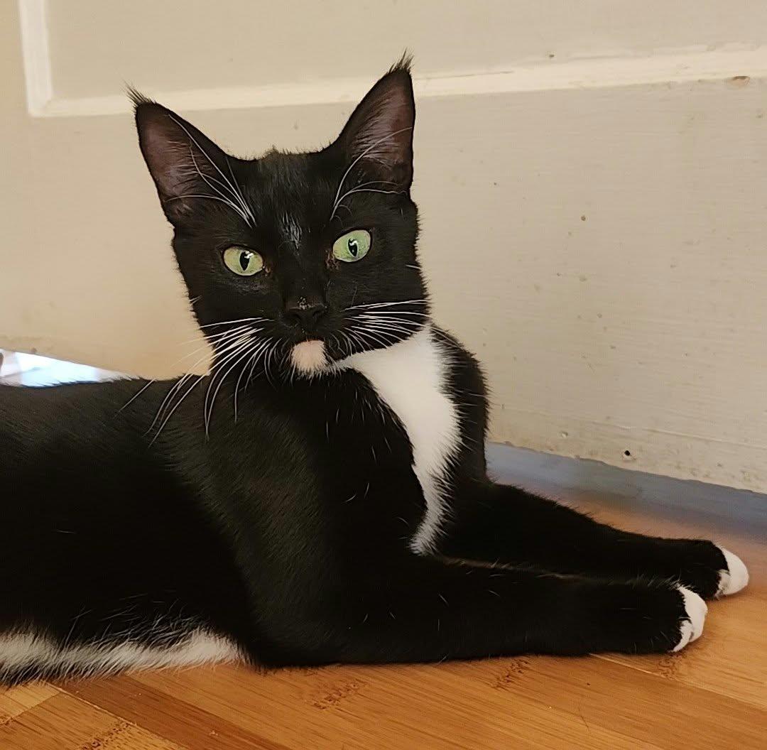 Enlarge Tuxie, a Adoptable mixed breed in sunnyvale, CA image 6/6