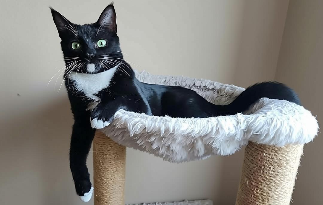 Enlarge Tuxie, a Adoptable mixed breed in sunnyvale, CA image 1/6