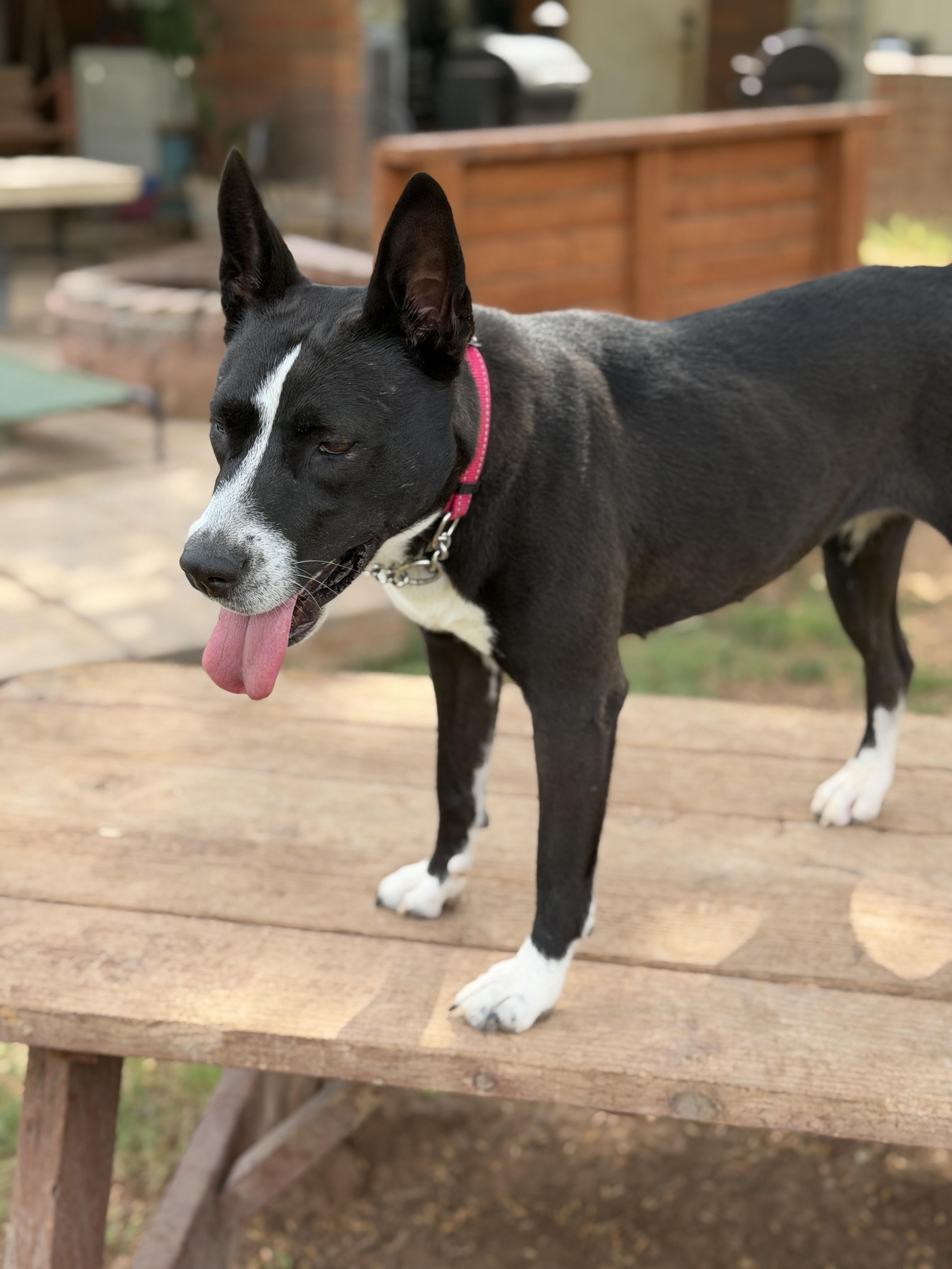 Enlarge Mina, a ADOPTABLE mixed breed in Gilbert, AZ image 2/6