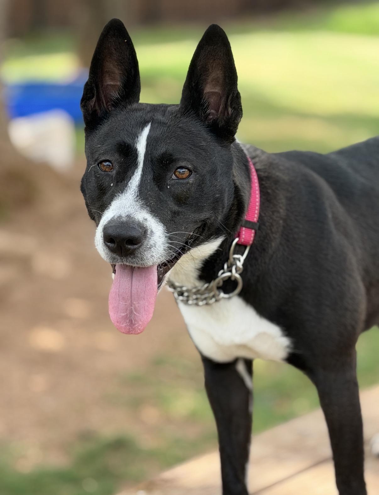 Mina, ADOPTABLE, Adult Female Basenji & Boxer.