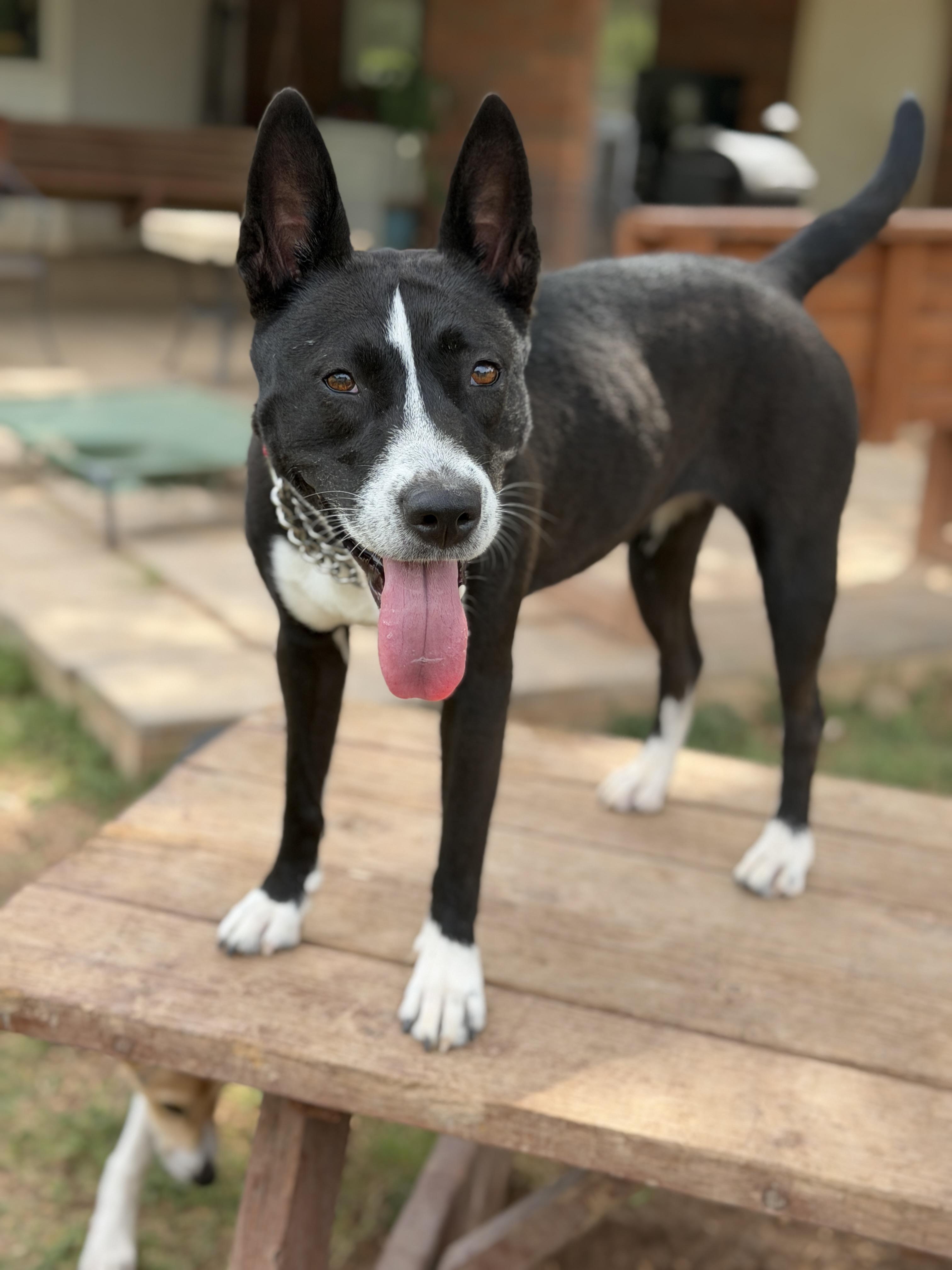 Enlarge Mina, a ADOPTABLE mixed breed in Gilbert, AZ image 3/6