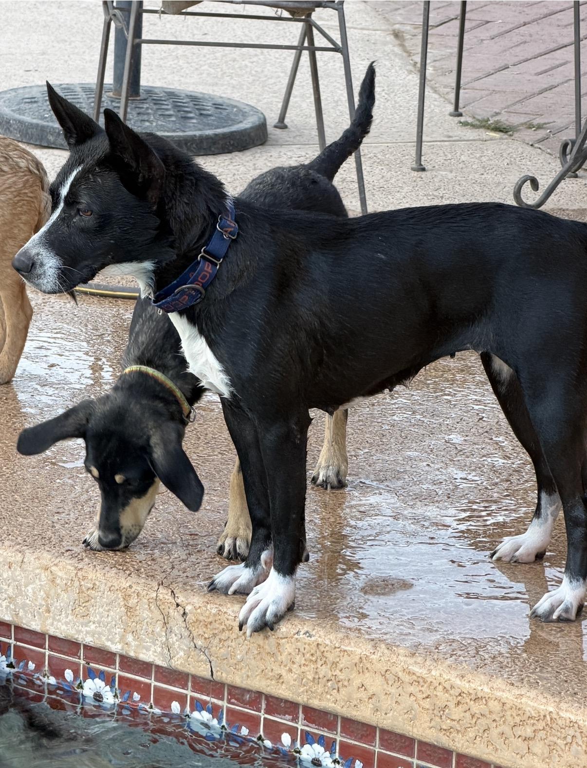 Enlarge Mina, a ADOPTABLE mixed breed in Gilbert, AZ image 6/6