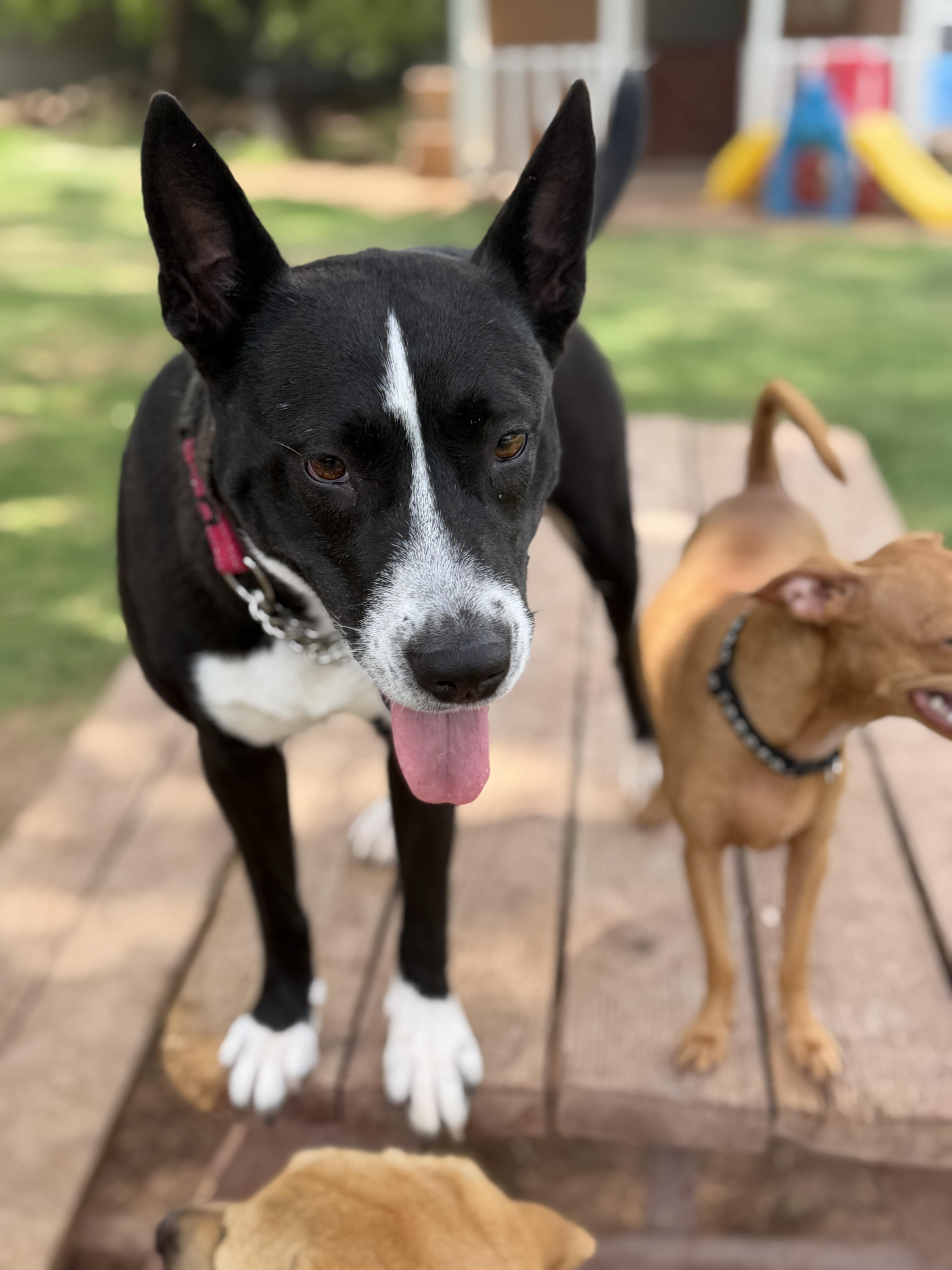 Enlarge Mina, a ADOPTABLE mixed breed in Gilbert, AZ image 4/6