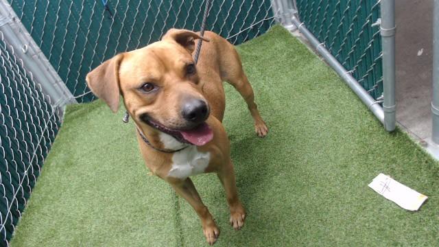 SCOOBY, Adoptable, Young Male Pit Bull Terrier.