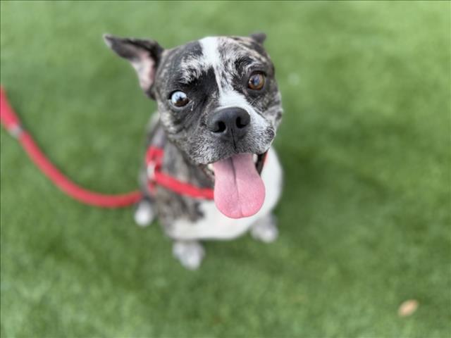 Enlarge ABEL, a Adoptable mixed breed in Los Angeles, CA image 1/1