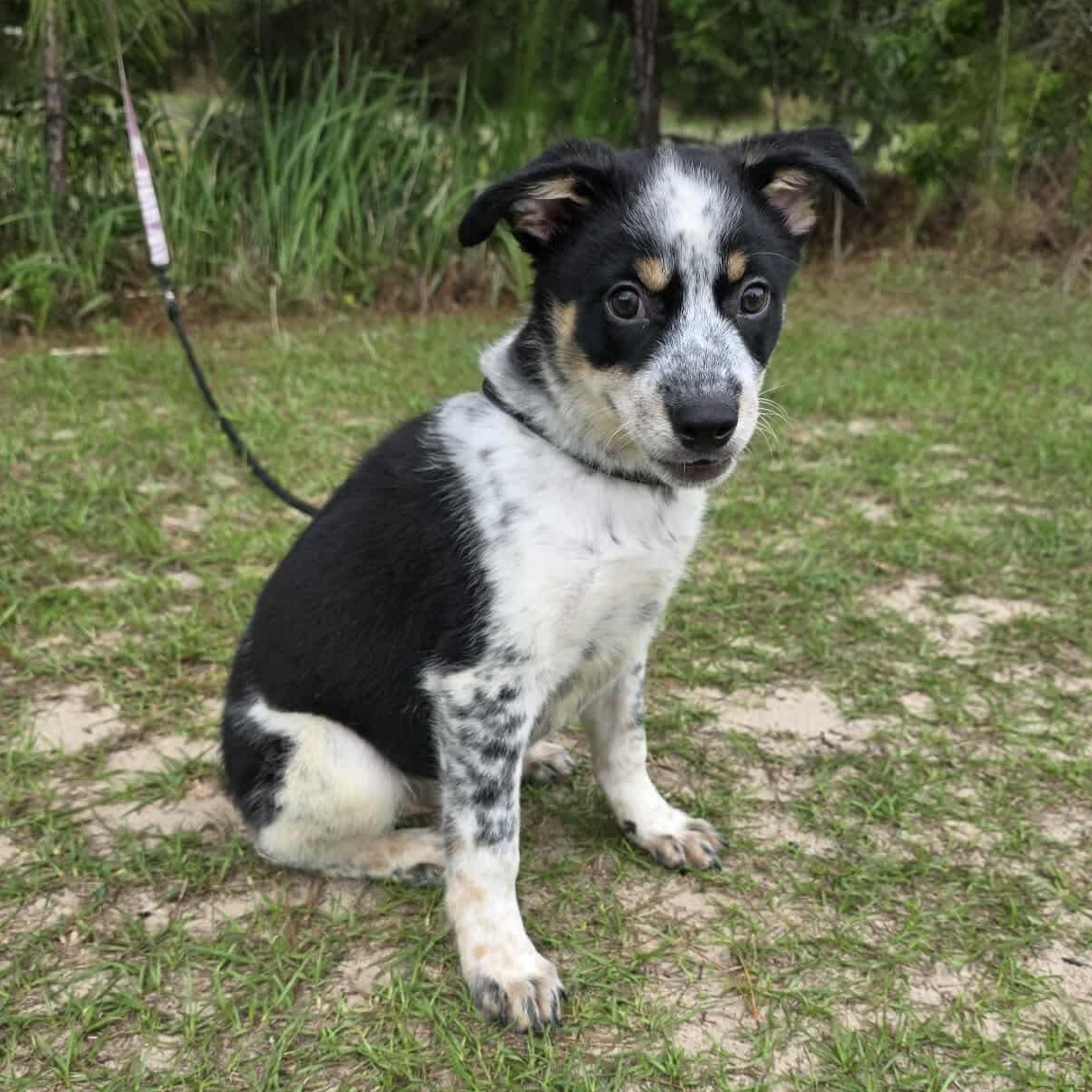 Enlarge Mikey, an adopted mixed breed in Southfield , MI image 1/6