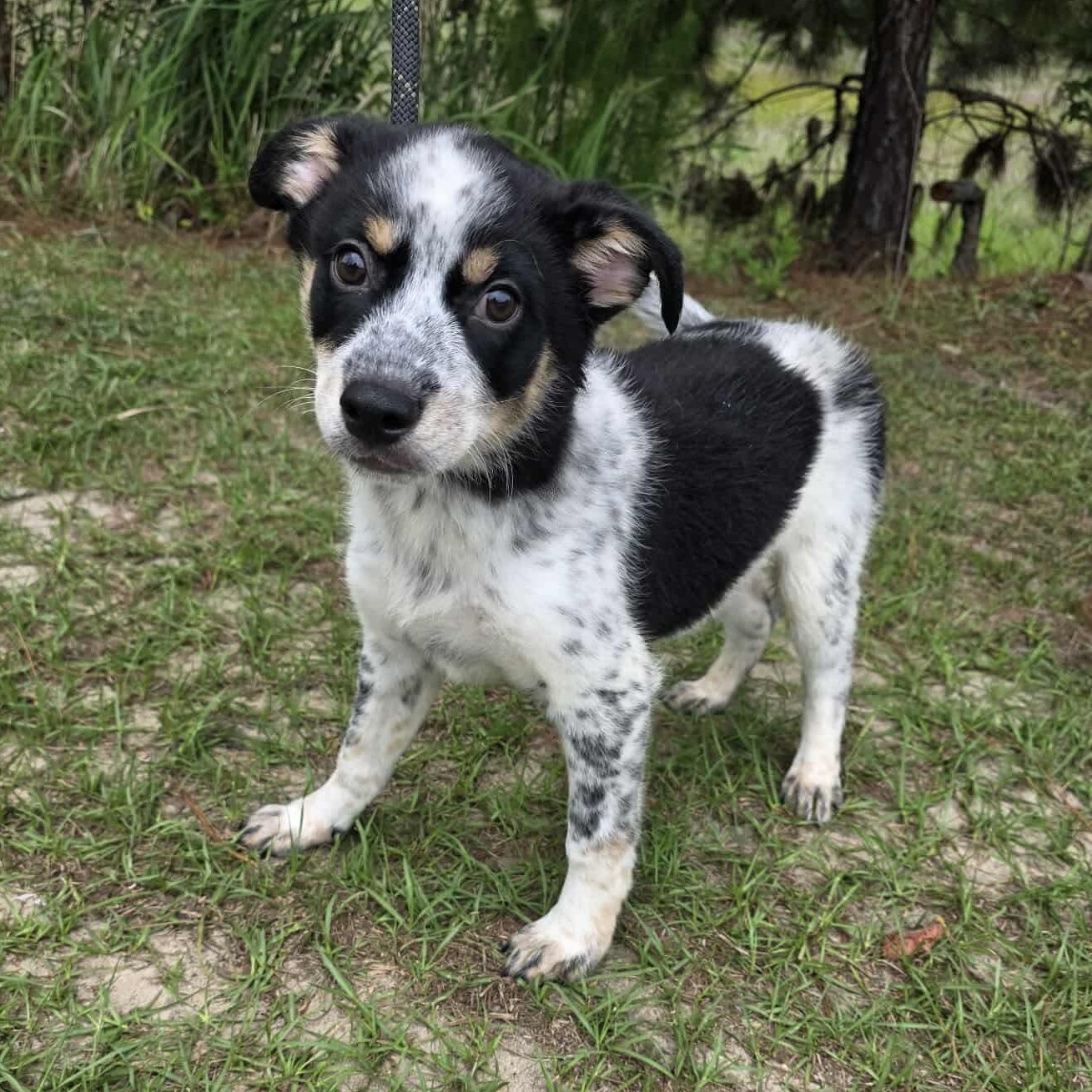 Enlarge Mikey, an adopted mixed breed in Southfield , MI image 5/6