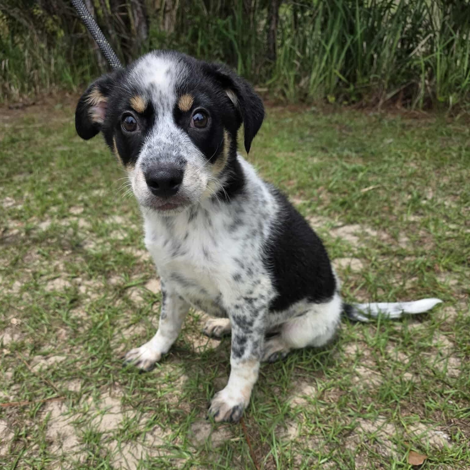 Enlarge Mikey, an adopted mixed breed in Southfield , MI image 2/6
