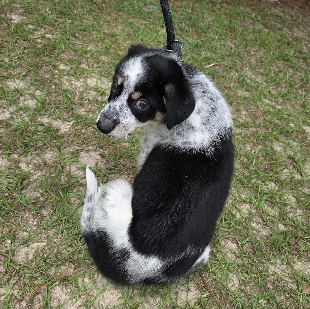 Enlarge Mikey, an adopted mixed breed in Southfield , MI image 3/6