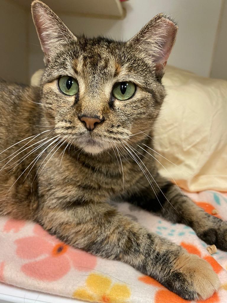 Truffles (E Erwin), Adoptable, Adult Female Domestic Short Hair.