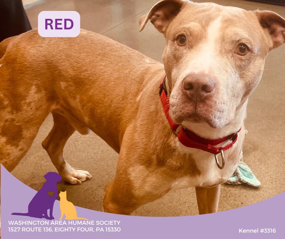 Red, ADOPTABLE, Adult Male Pit Bull Terrier.