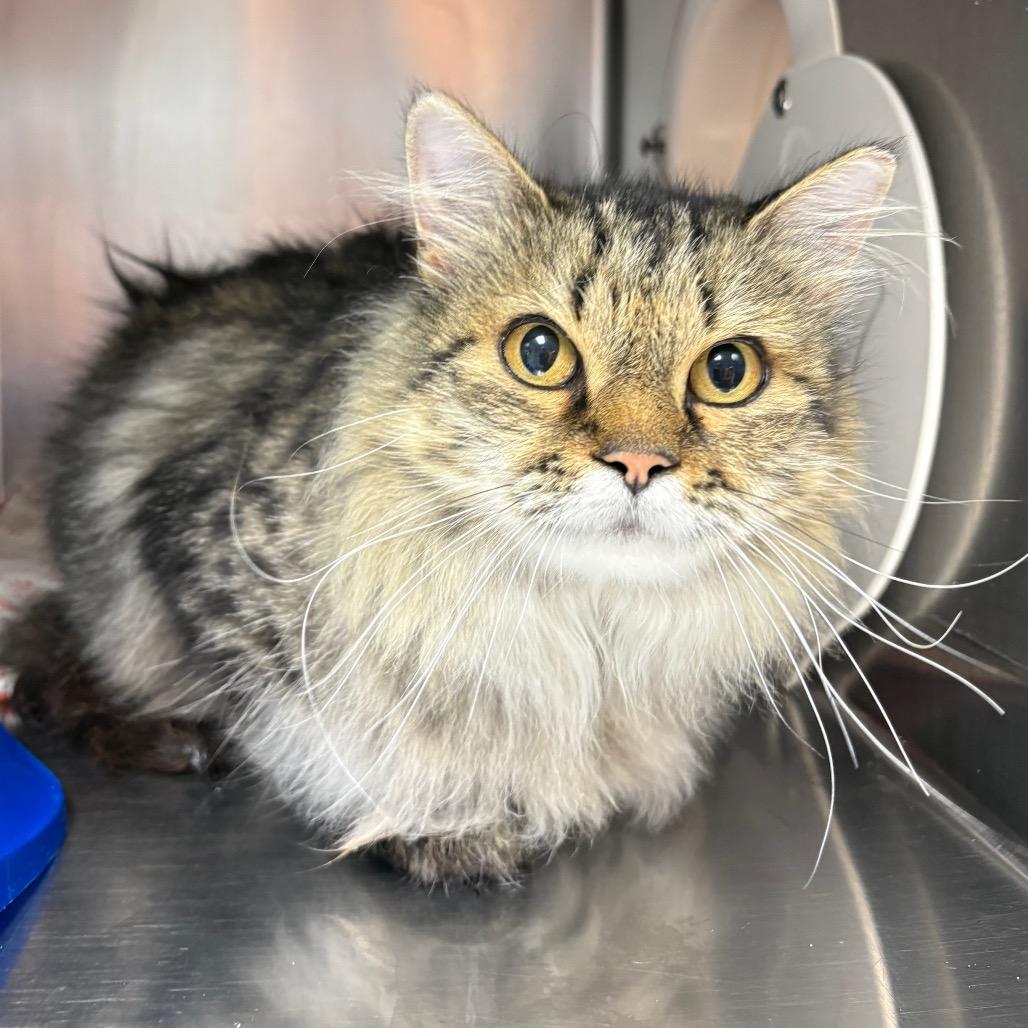 Enlarge Freya, a Adopted Domestic Long Hair in Crookston, MN image 2/5