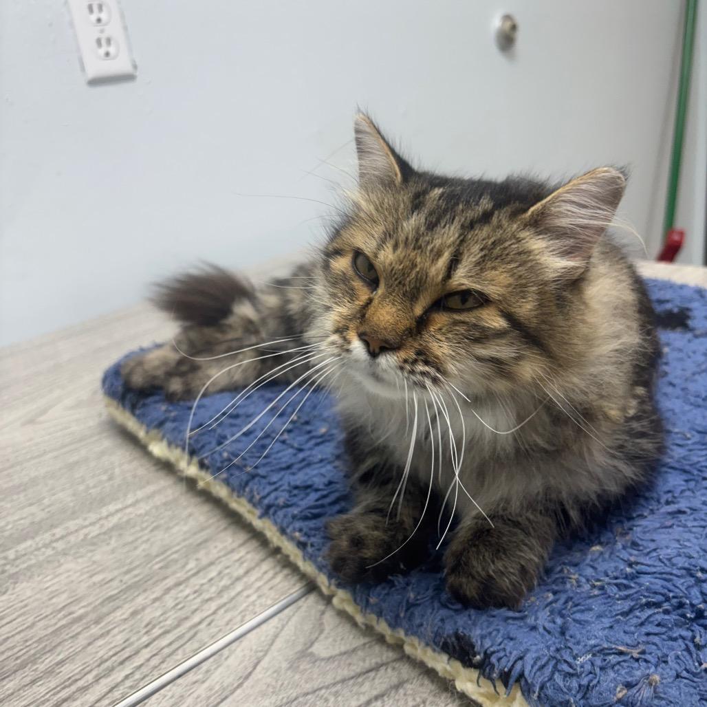 Enlarge Freya, a Adopted Domestic Long Hair in Crookston, MN image 5/5