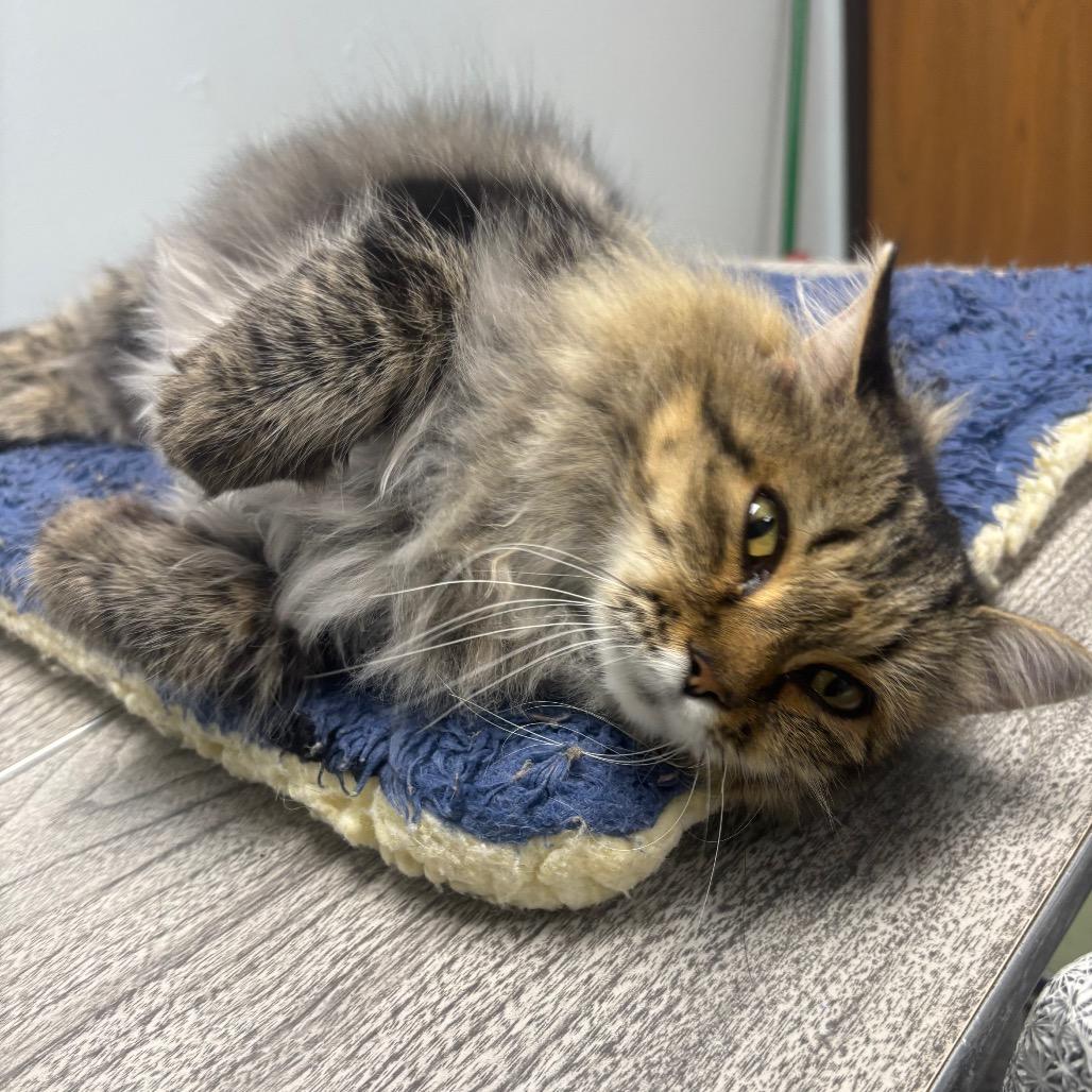 Enlarge Freya, a Adopted Domestic Long Hair in Crookston, MN image 1/5