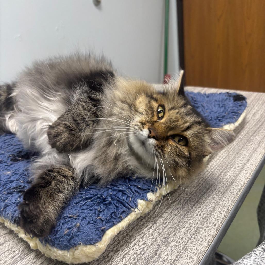 Enlarge Freya, a Adopted Domestic Long Hair in Crookston, MN image 3/5