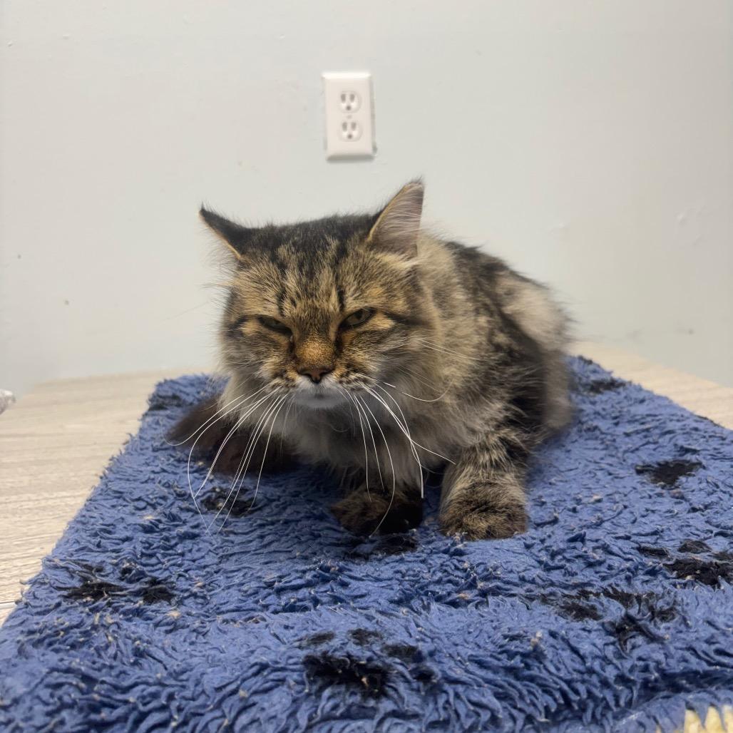 Enlarge Freya, a Adopted Domestic Long Hair in Crookston, MN image 4/5