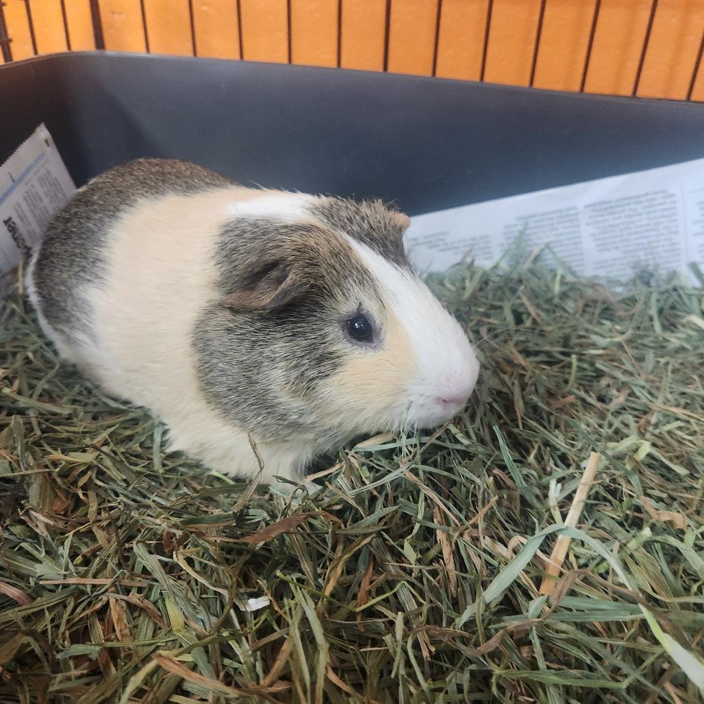 Michelangelo, Adoptable, Adult Male Guinea Pig.