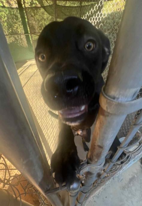Enlarge Kojack, a ADOPTABLE mixed breed in Sheboygan, WI image 2/2