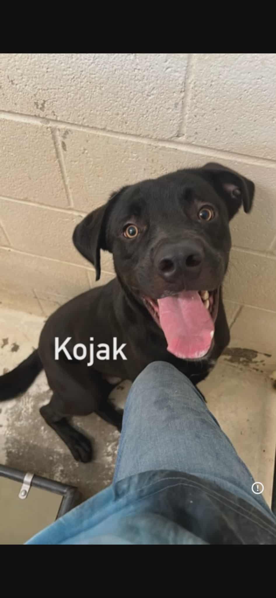 Kojack, ADOPTABLE, Adult Male Black Labrador Retriever.