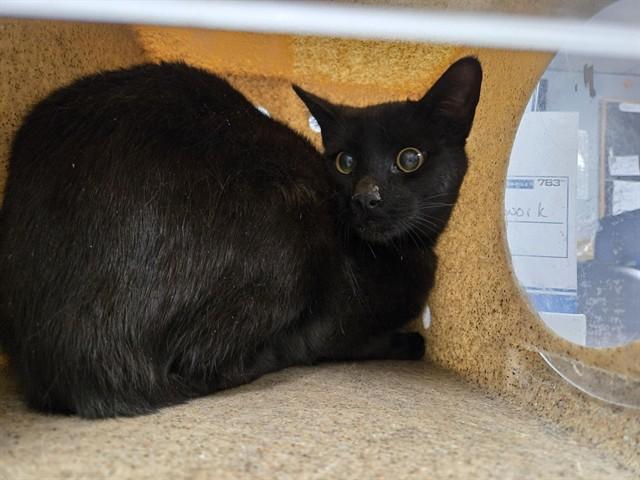 TWILIGHT, Adoptable, Adult Male Domestic Short Hair.