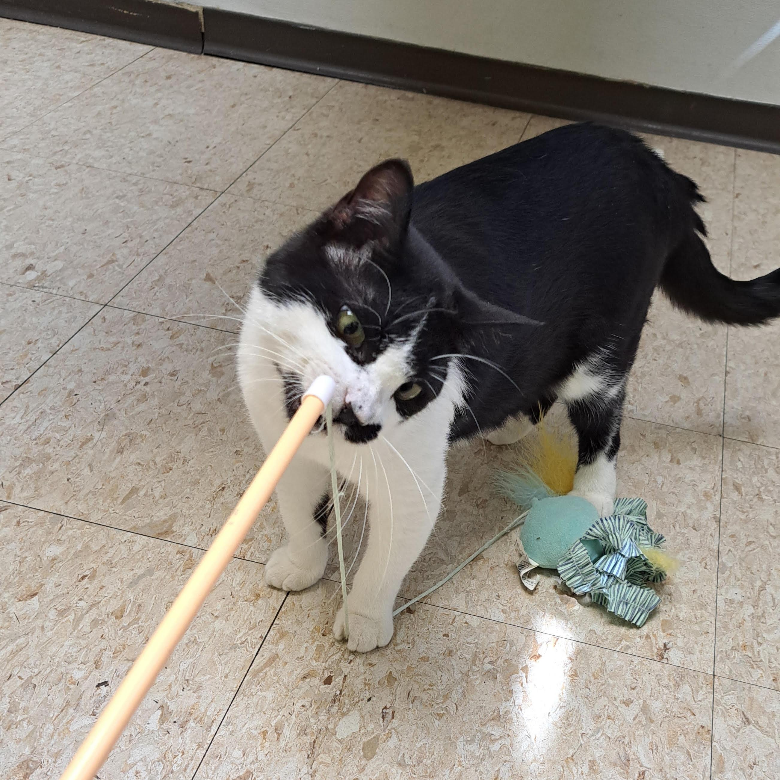 Enlarge Sebastian, a other Tuxedo in Storm Lake, IA image 4/4