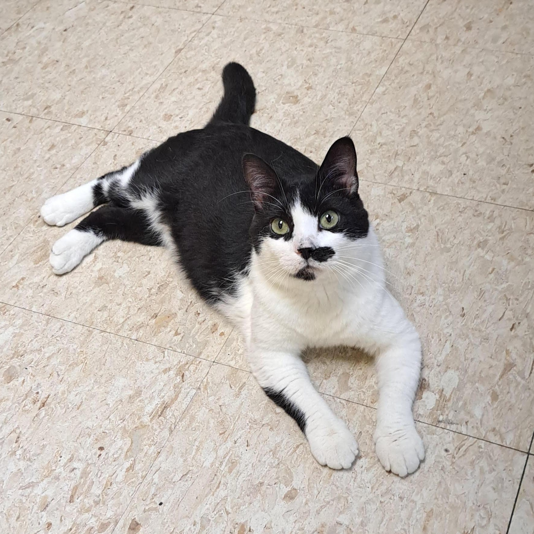 Enlarge Sebastian, a other Tuxedo in Storm Lake, IA image 1/4