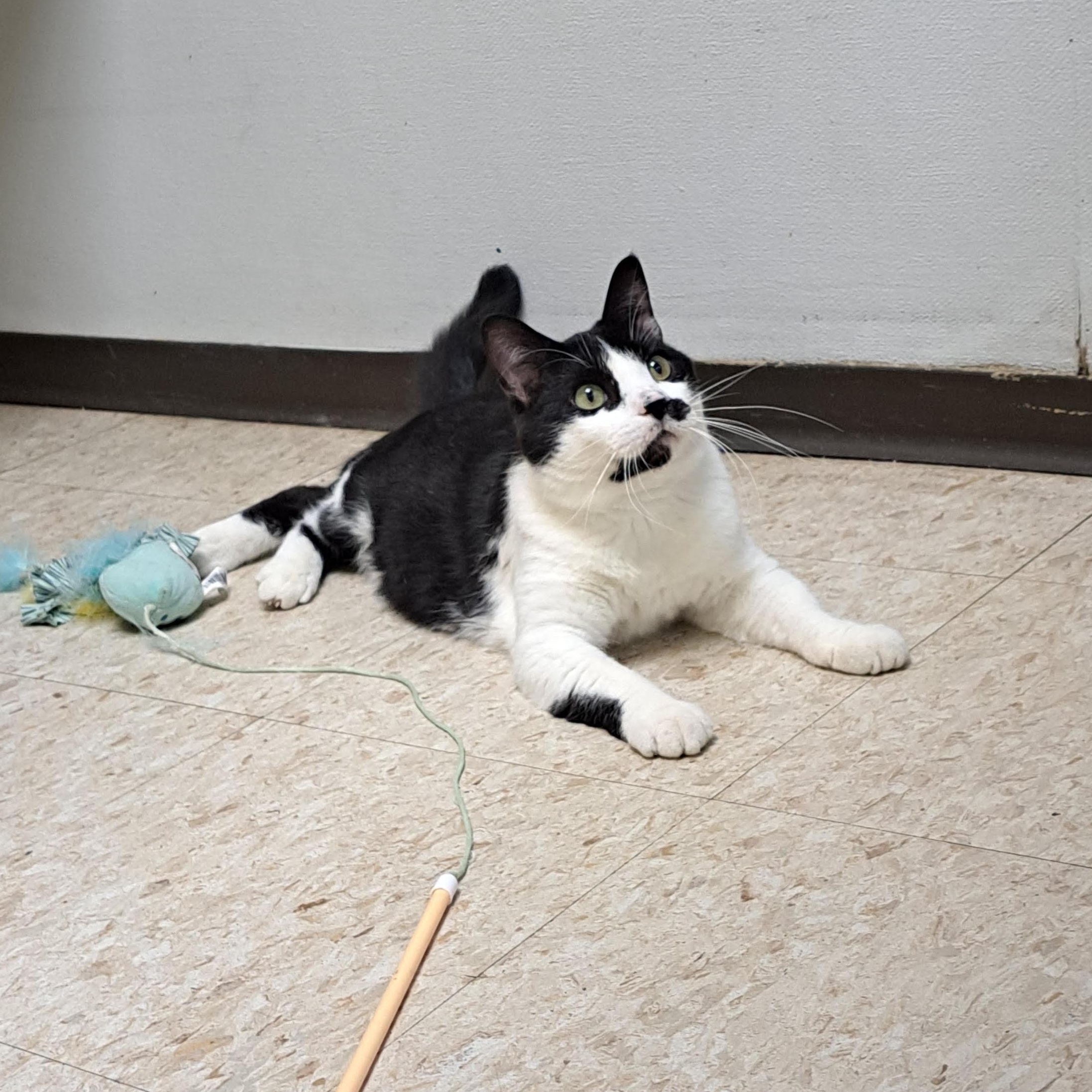 Enlarge Sebastian, a other Tuxedo in Storm Lake, IA image 2/4