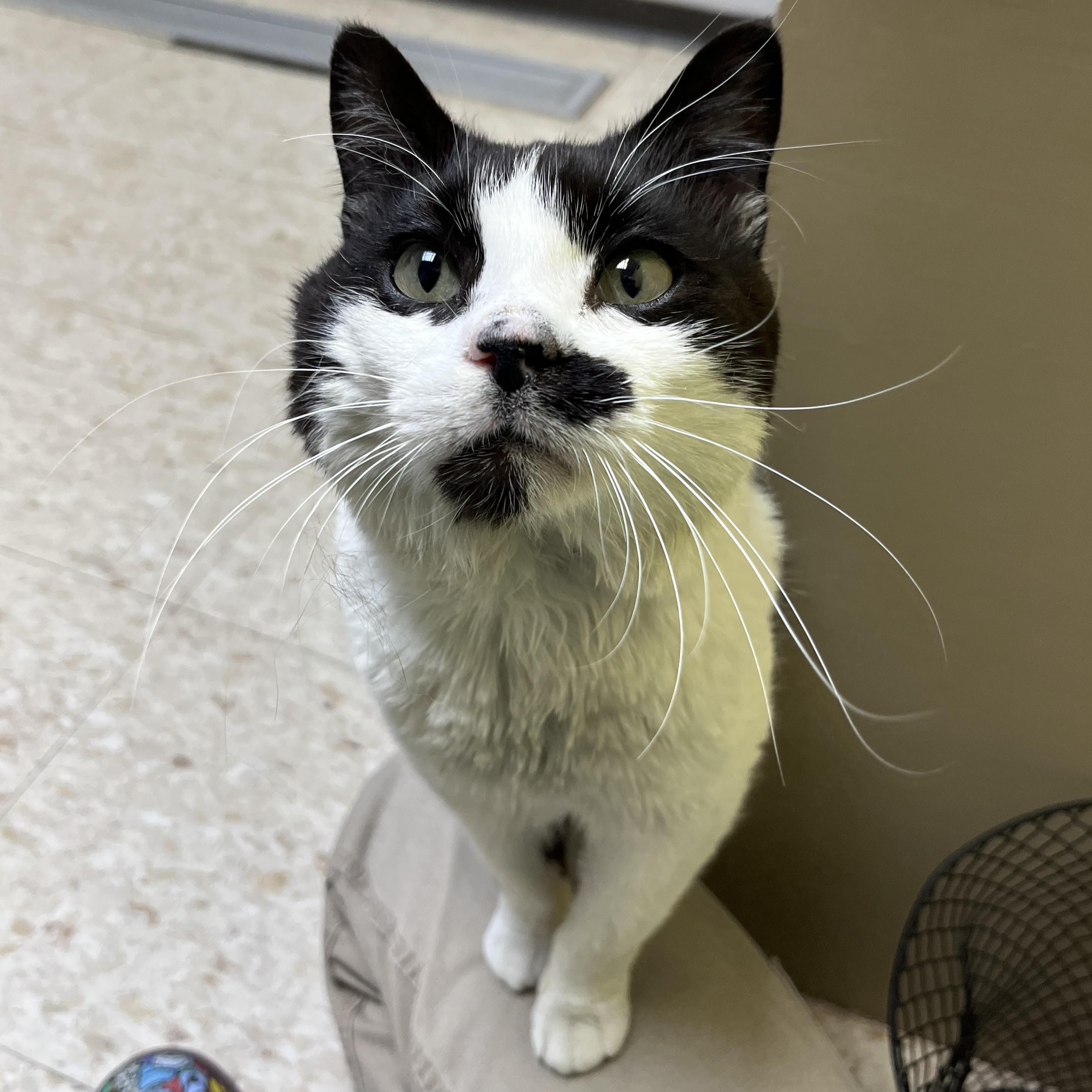 Enlarge Sebastian, a other Tuxedo in Storm Lake, IA image 3/4