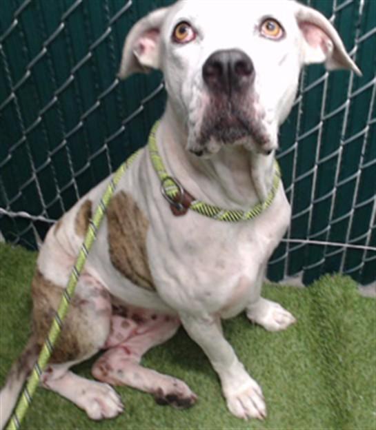 Enlarge FLOWER, a Adoptable Pit Bull Terrier in Downey, CA image 1/1