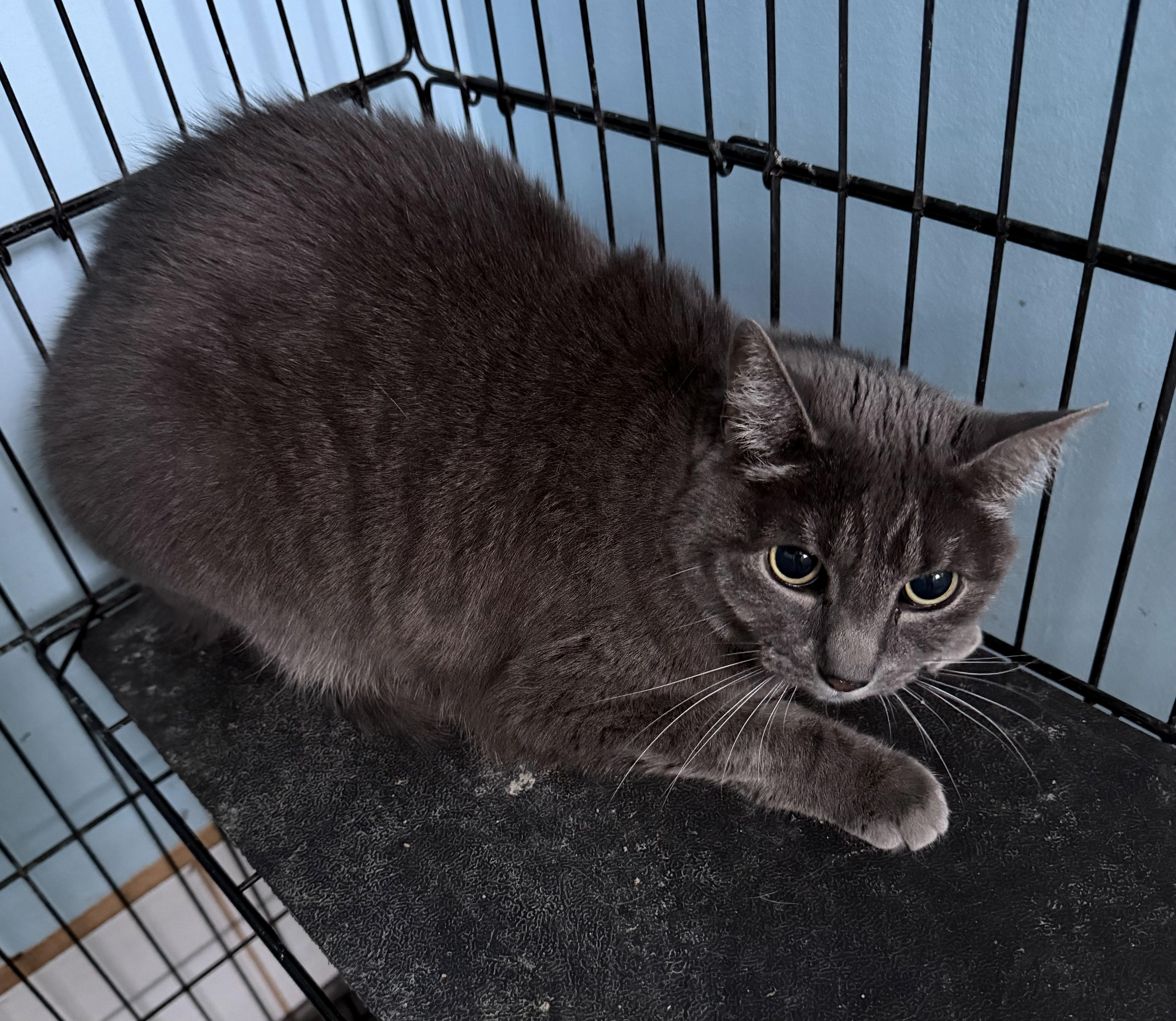 Wisp, ADOPTABLE, Adult Female Domestic Short Hair.