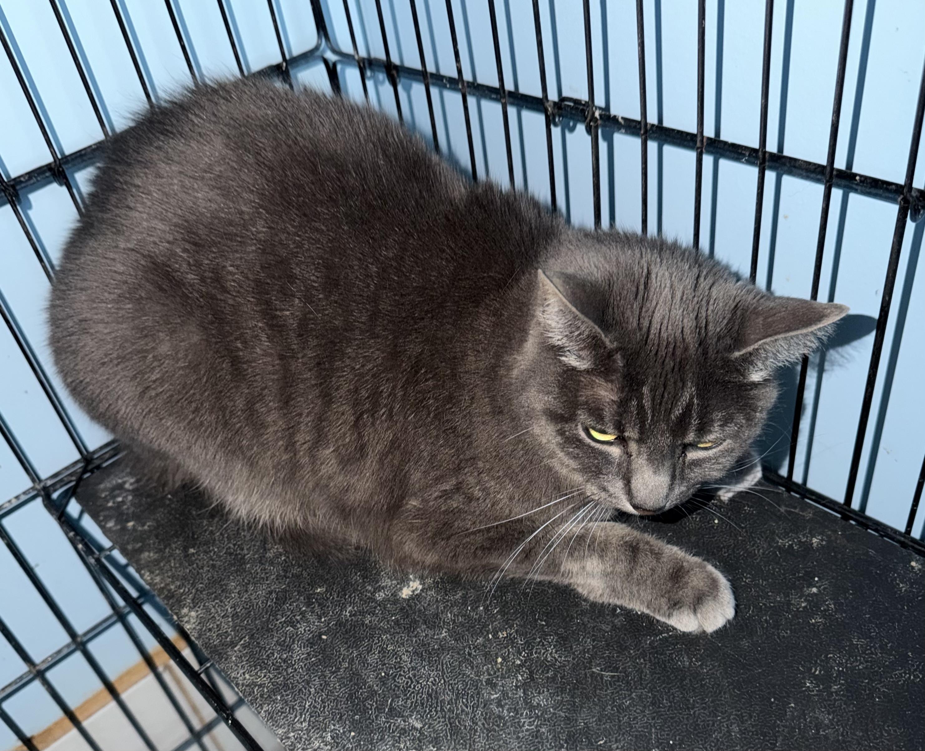 Wisp, a ADOPTABLE Domestic Short Hair in Deming, NM image 2/2