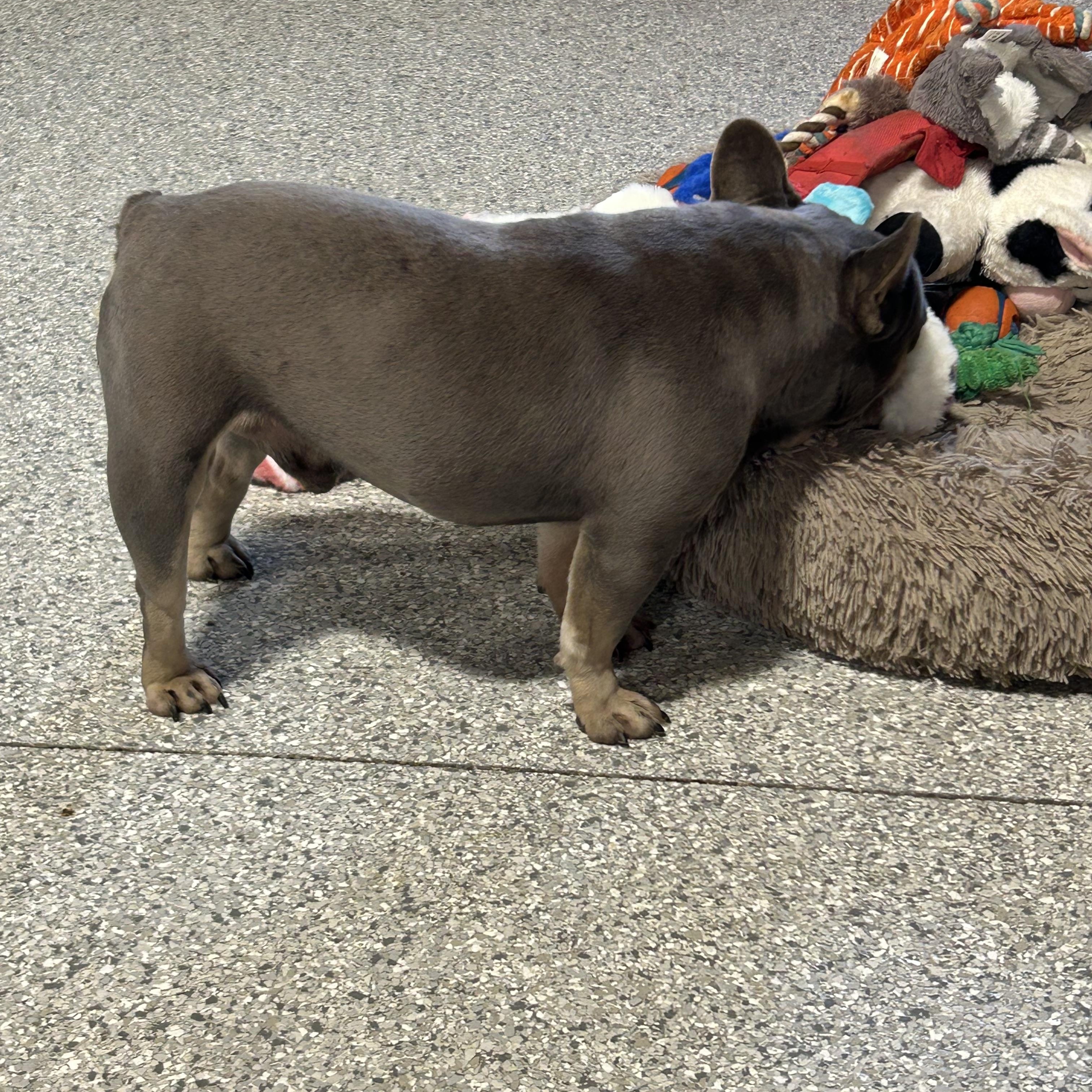 Enlarge Ham Sammich , a Adoptable French Bulldog in Antwerp, OH image 3/4