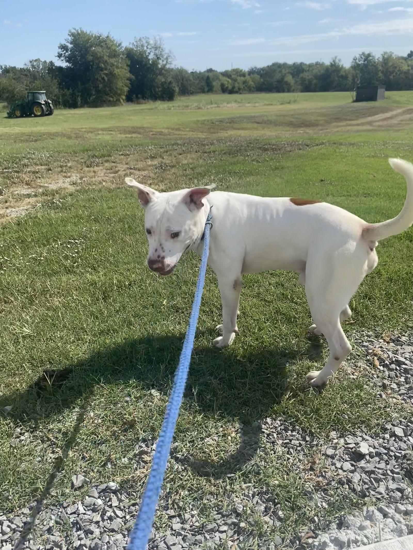 Enlarge Stewie, a Adoptable Pit Bull Terrier in Pryor, OK image 1/3