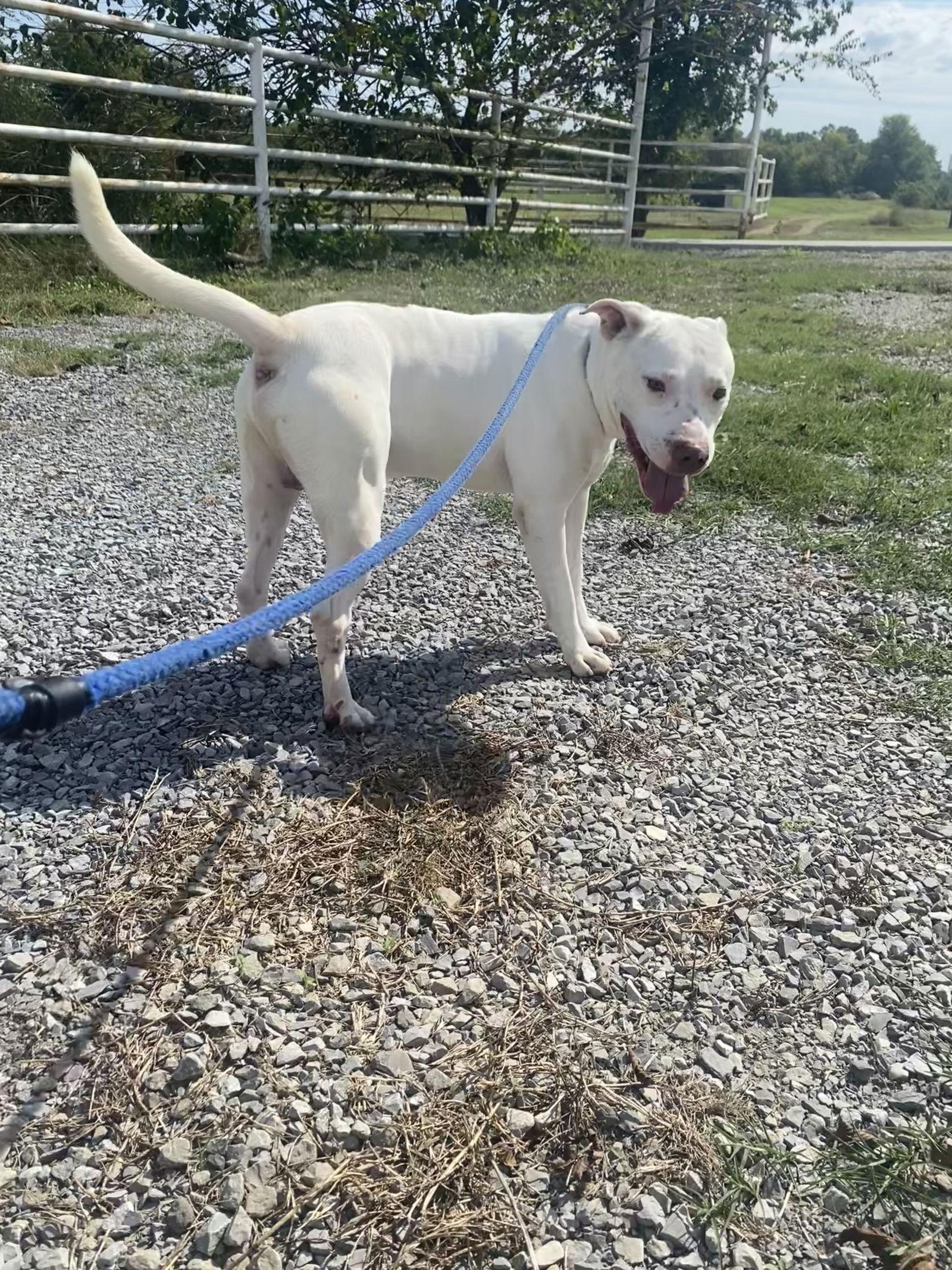 Enlarge Stewie, a Adoptable Pit Bull Terrier in Pryor, OK image 2/3