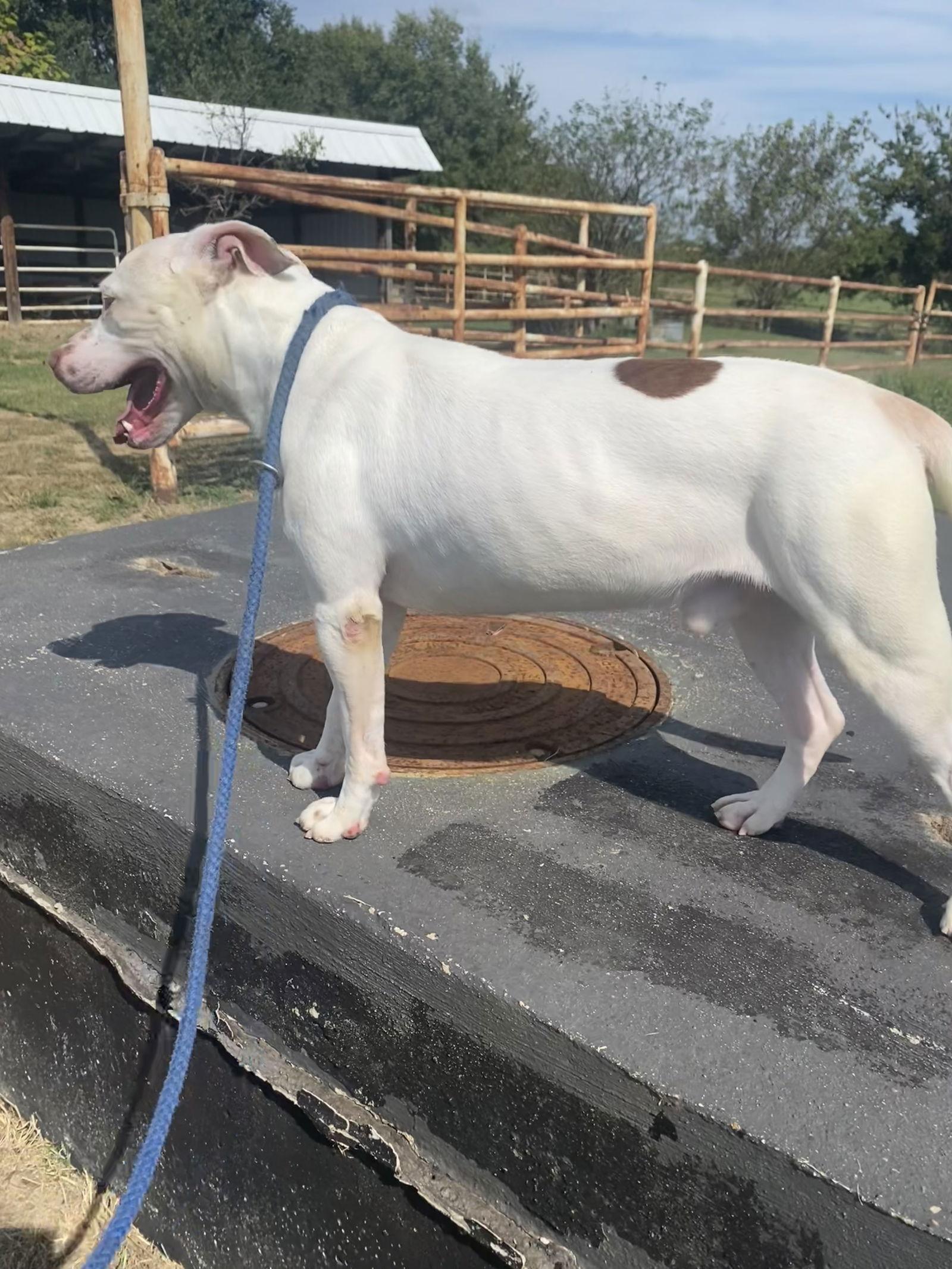 Enlarge Stewie, a Adoptable Pit Bull Terrier in Pryor, OK image 3/3