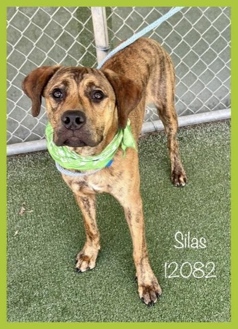 SILAS