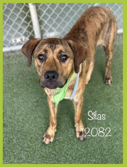 SILAS