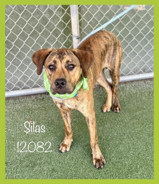 SILAS