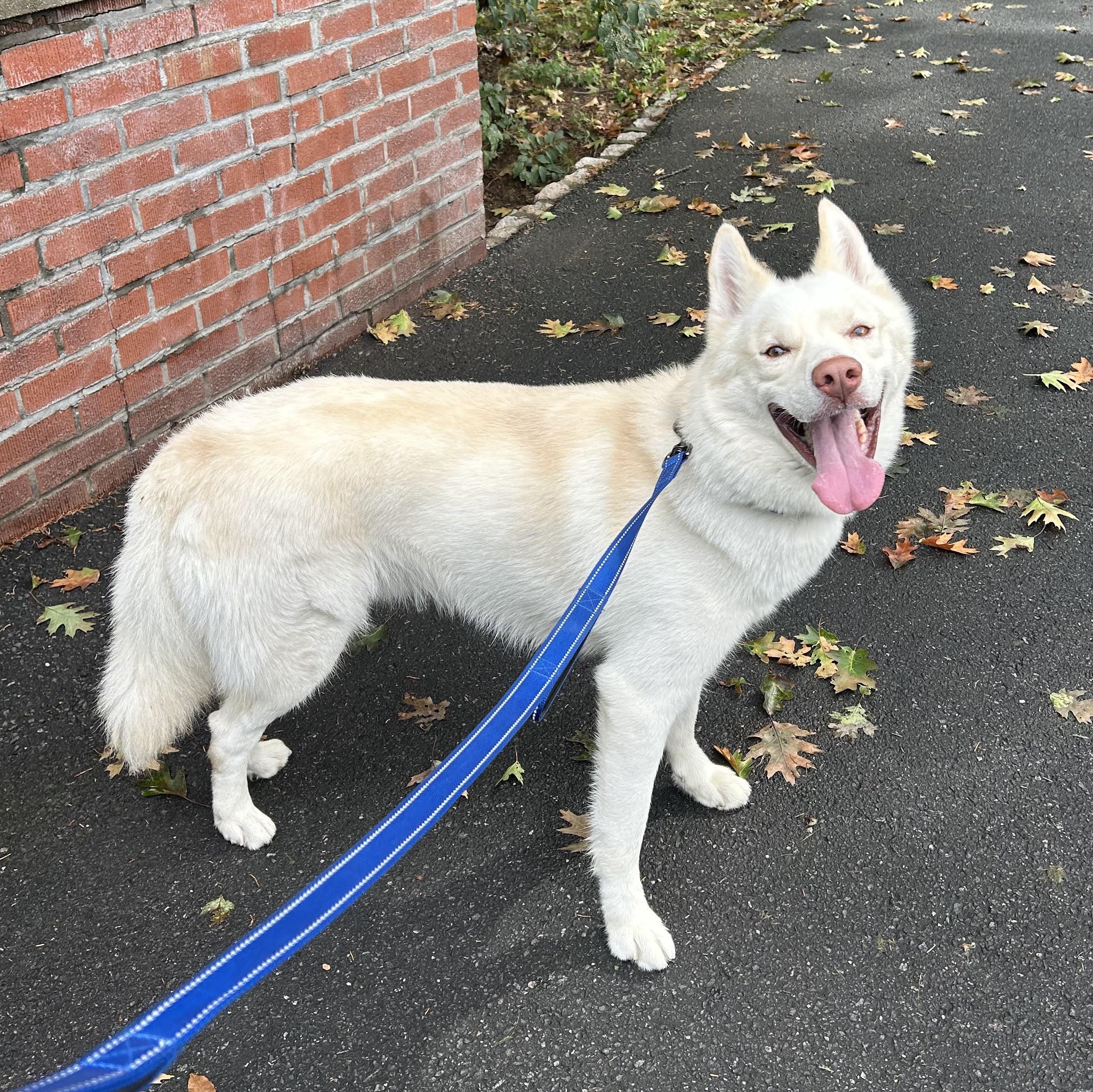 Enlarge Drago, a Adoptable Husky in East Orange, NJ image 1/4