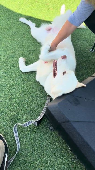 Enlarge Drago, a Adoptable Husky in East Orange, NJ video 4/4