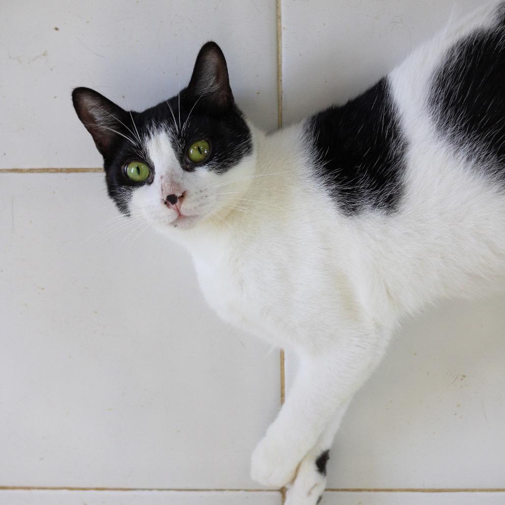 Enlarge Fifi, a Adoptable Domestic Short Hair in San Juan, PR image 1/4
