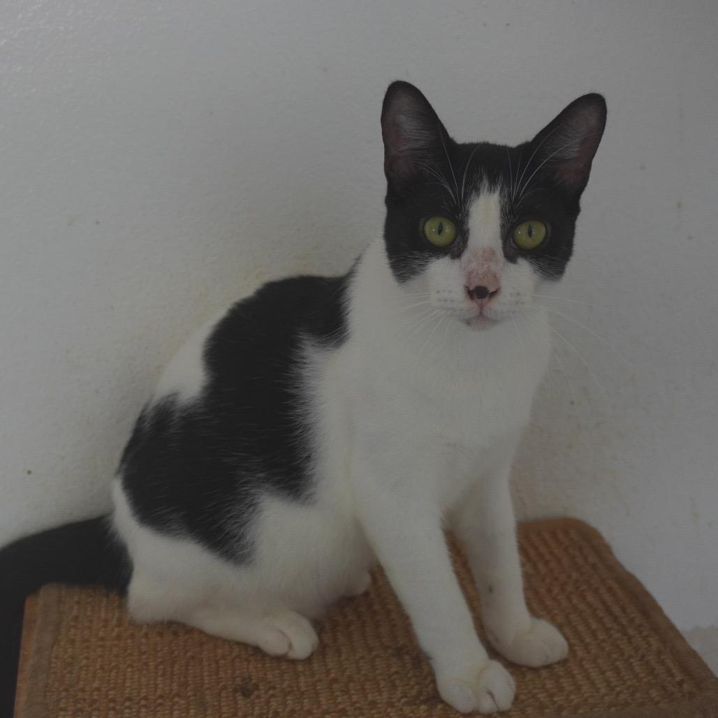 Enlarge Fifi, a Adoptable Domestic Short Hair in San Juan, PR image 2/4